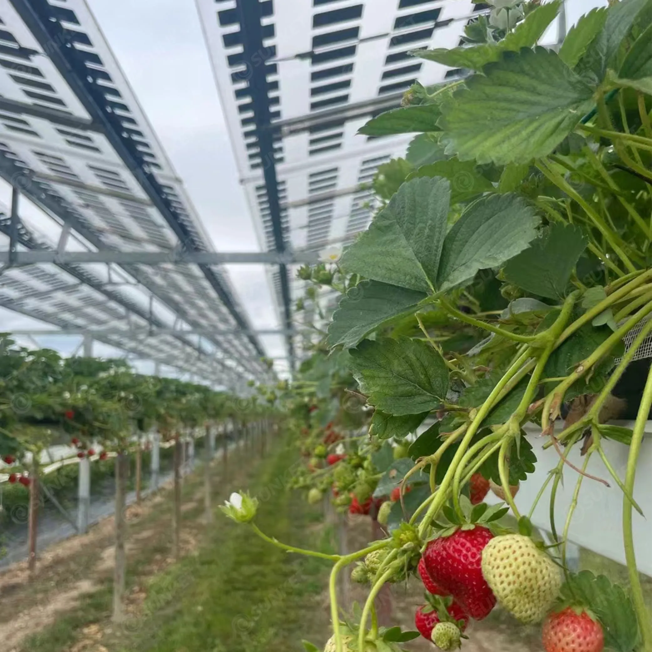 AGRI-PV製品写真
